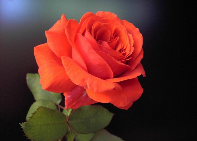 A close up of a red rose with leaves