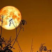 #2 Harvest Moon