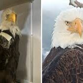 Jackie the Eagle #3
