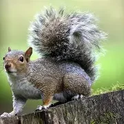 Squirel Squirel
